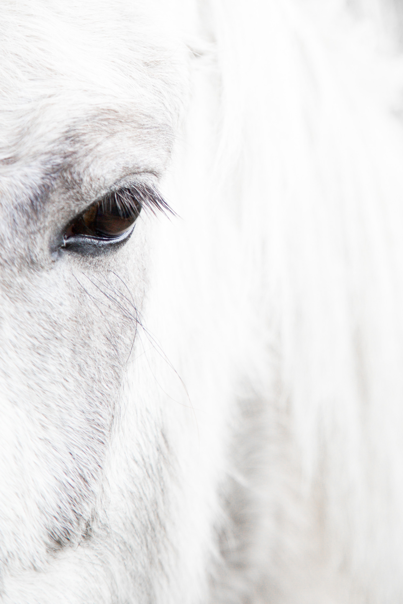 Icelandic Horses