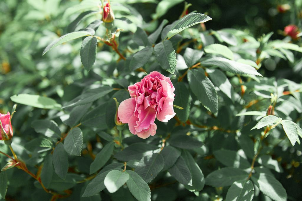 4 Major Gardening Mistakes I Made Last Year