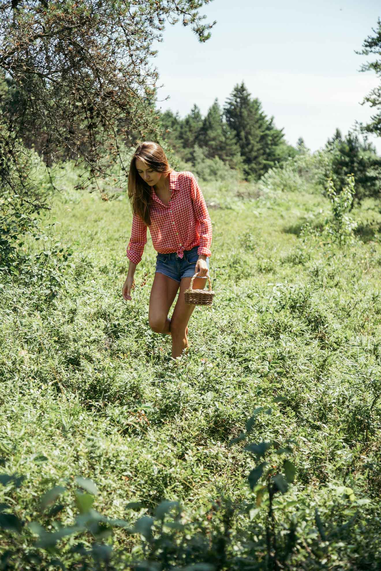 Blueberry Picking | Miss Northerner