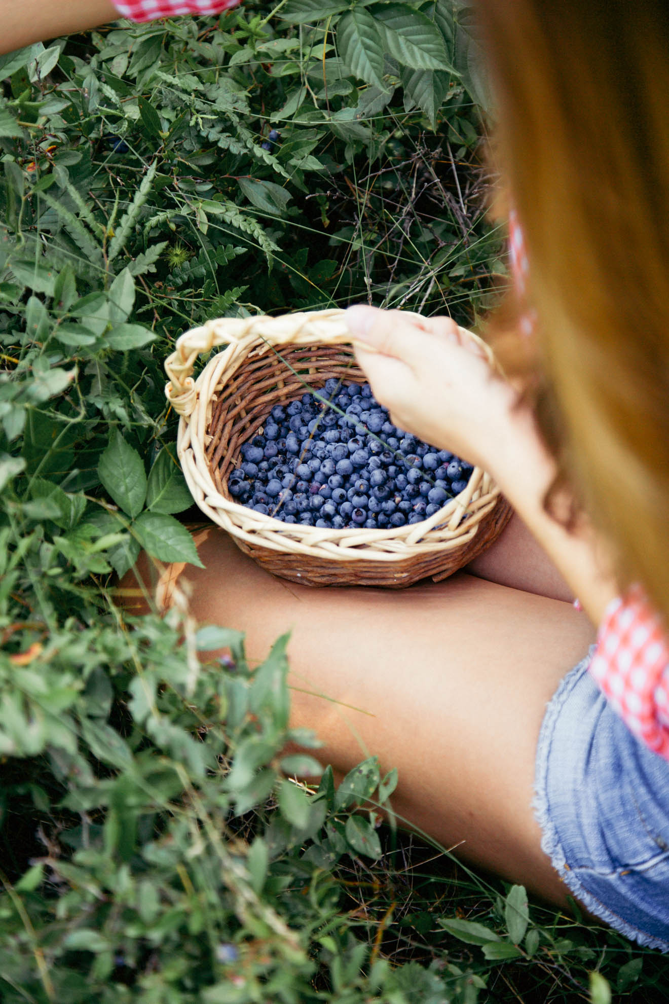 Blueberry Picking