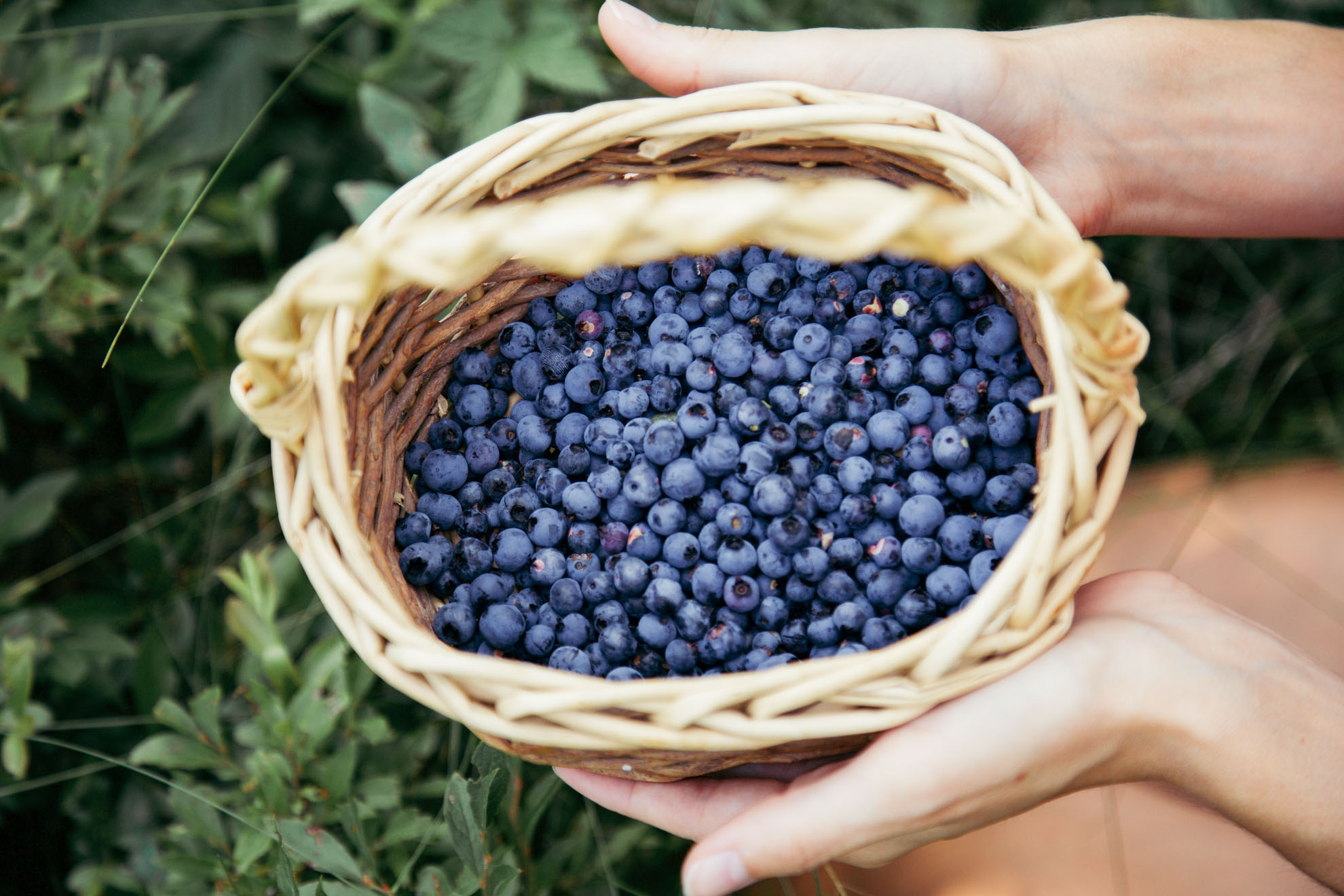 Blueberry Picking | Miss Northerner