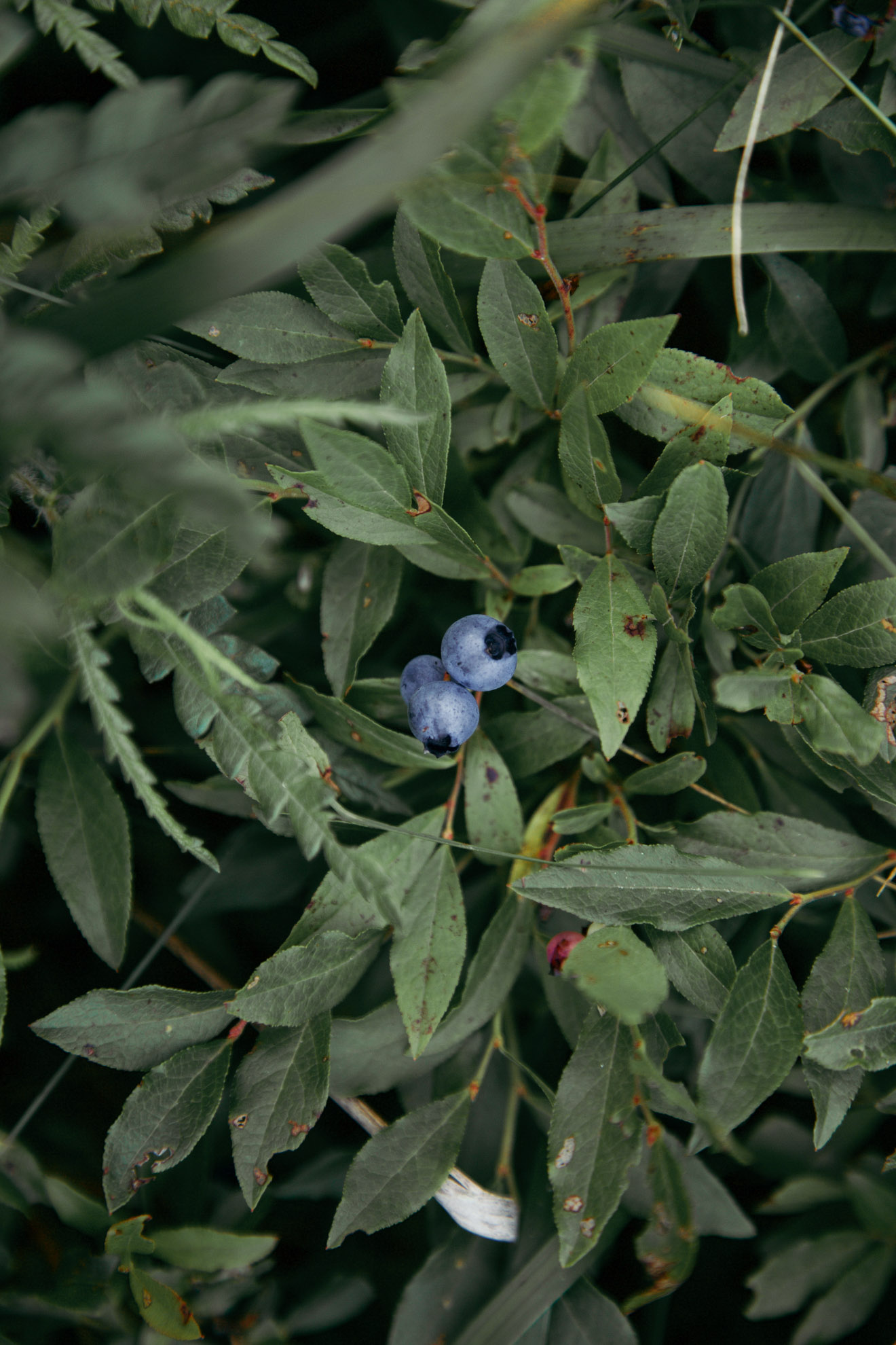 Blueberry Picking | Miss Northerner