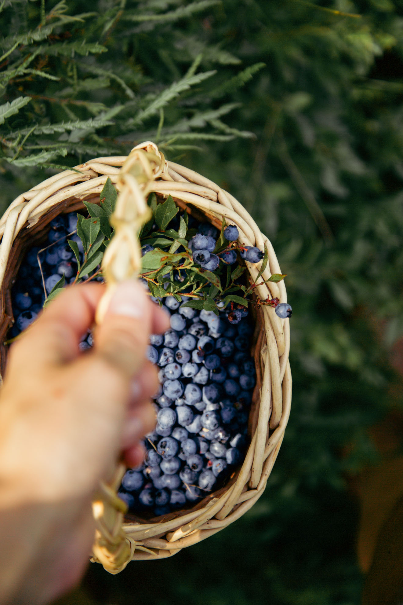 Blueberry Picking | Miss Northerner
