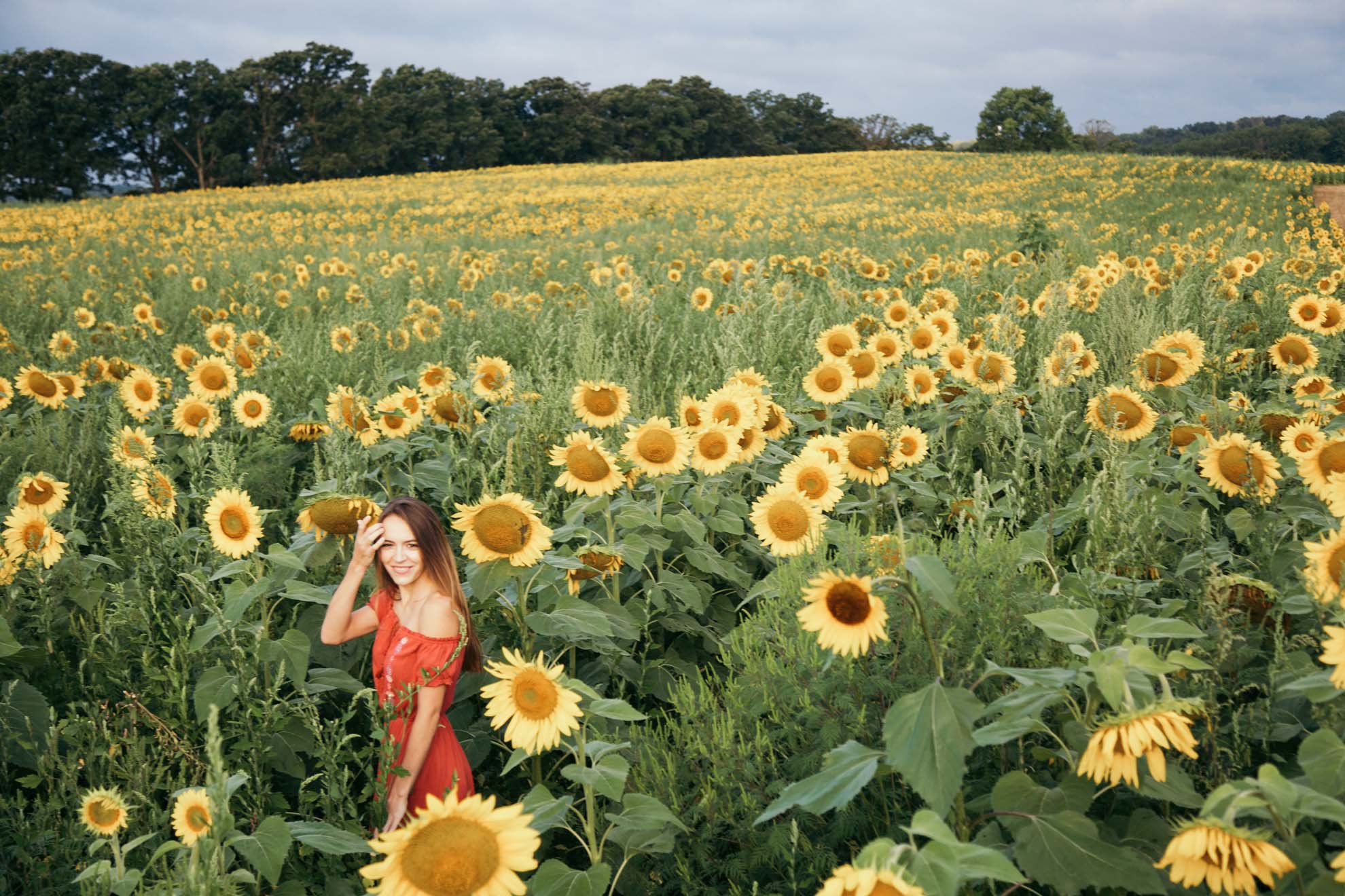 Sunflower Fields in Wisconsin