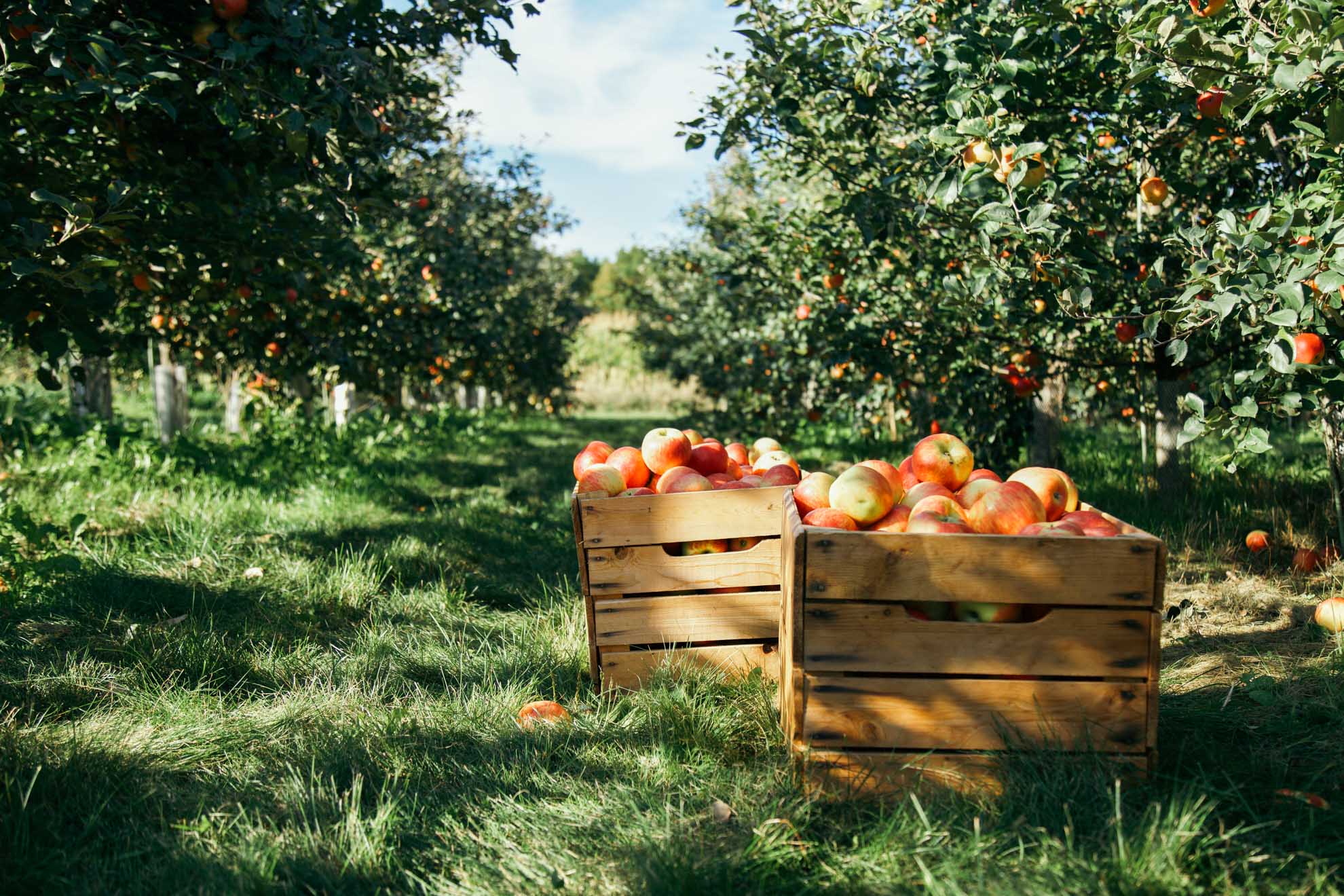 Rock Ridge Apple Orchard with the Family