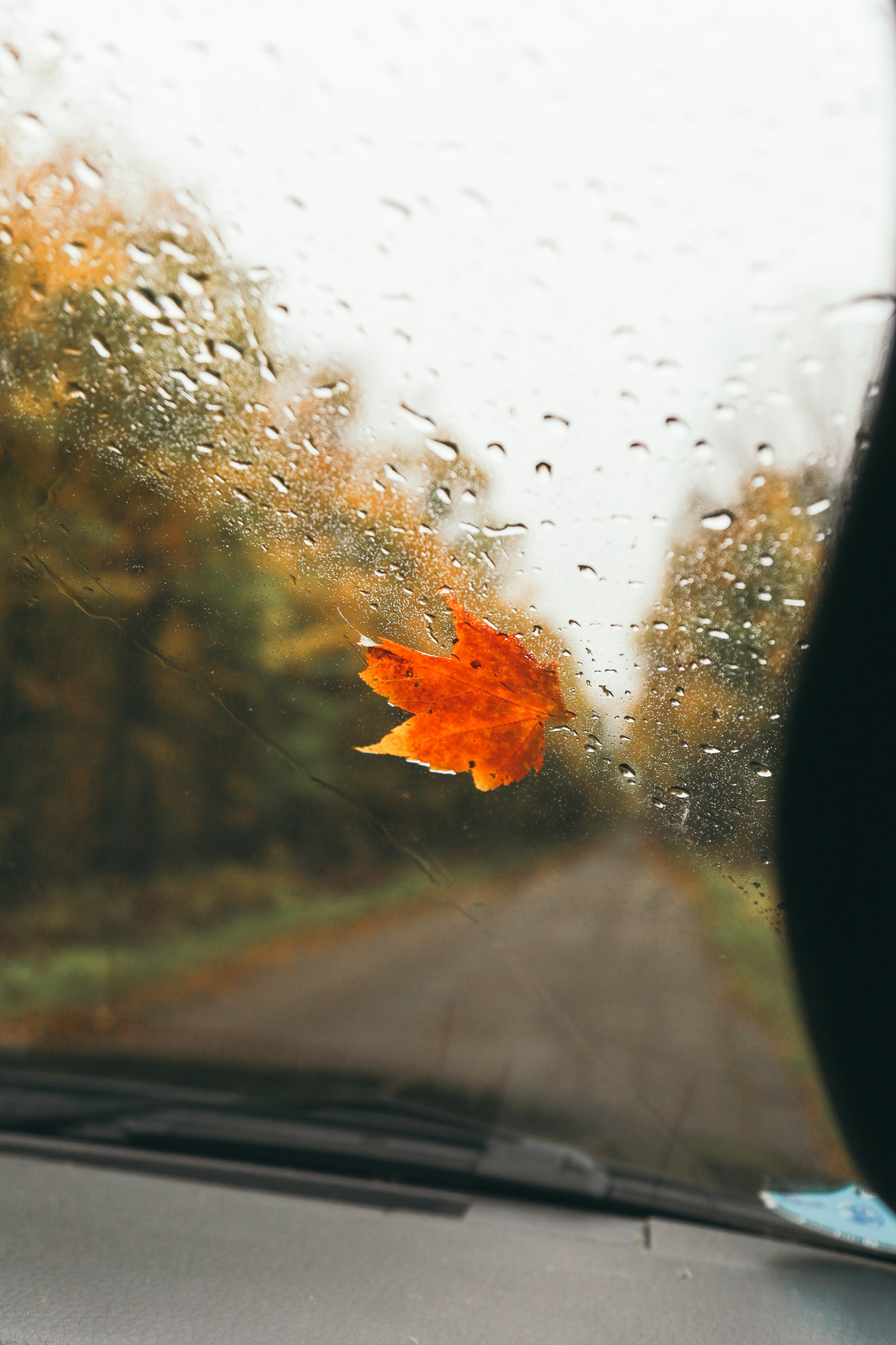red orange leaf stuck in car window