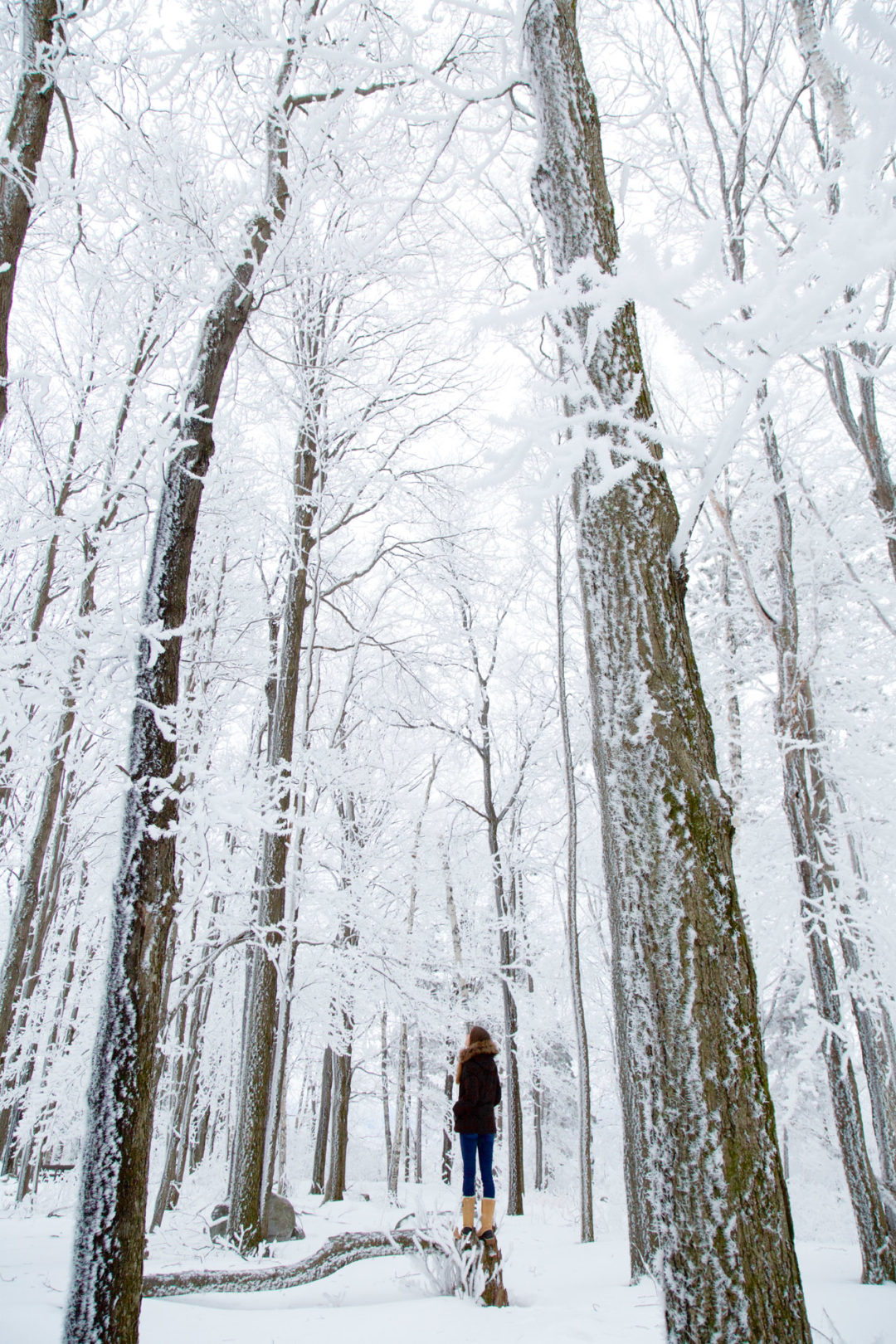 Rib Mountain State Park Guide