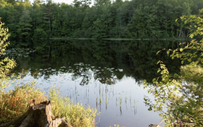 Calm Waters and Loon Calls