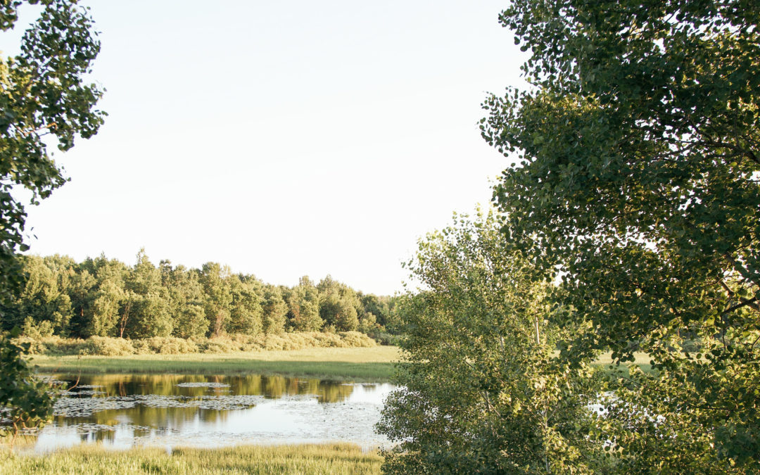 A Secret Waterfowl Refuge in Weston, Wisconsin