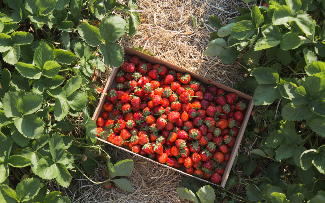 A Central Wisconsin Strawberry Farm That You’ll Fall In Love With