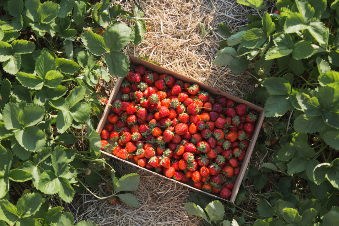 A Central Wisconsin Strawberry Farm That You'll Fall In Love With