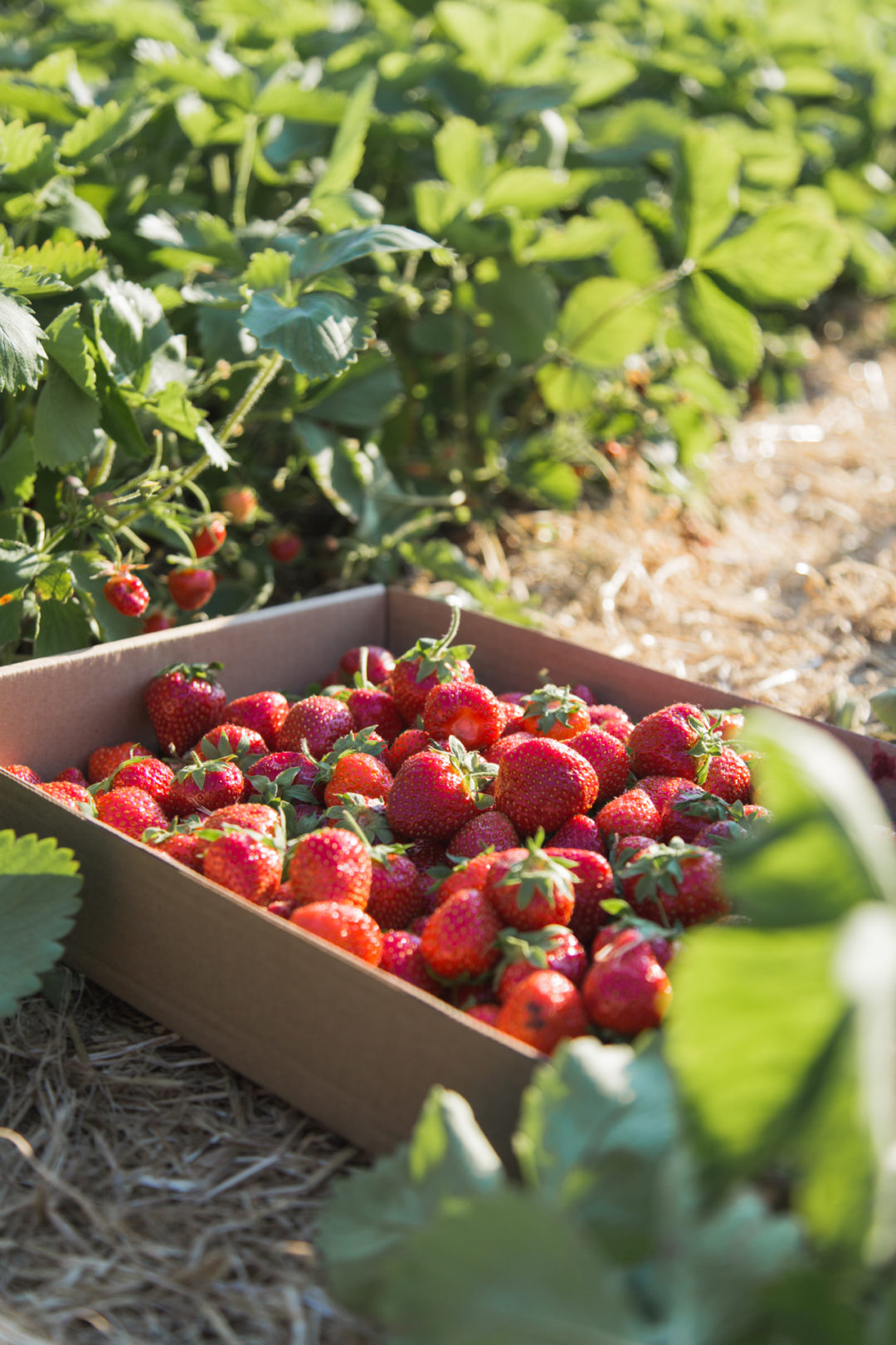 A Central Wisconsin Strawberry Farm That You'll Fall In Love With