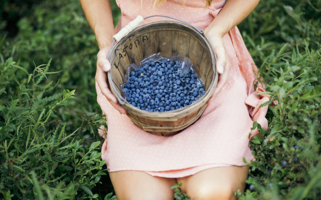 Wild Blueberry Picking in Northern Wisconsin