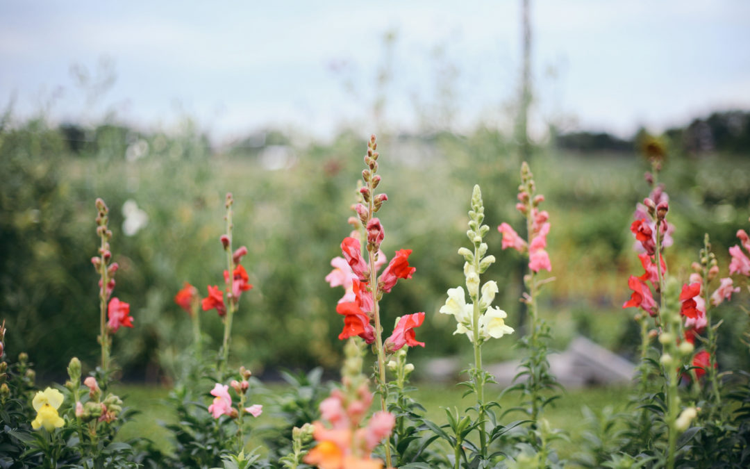 A Flower Farm Near Wausau, Wisconsin