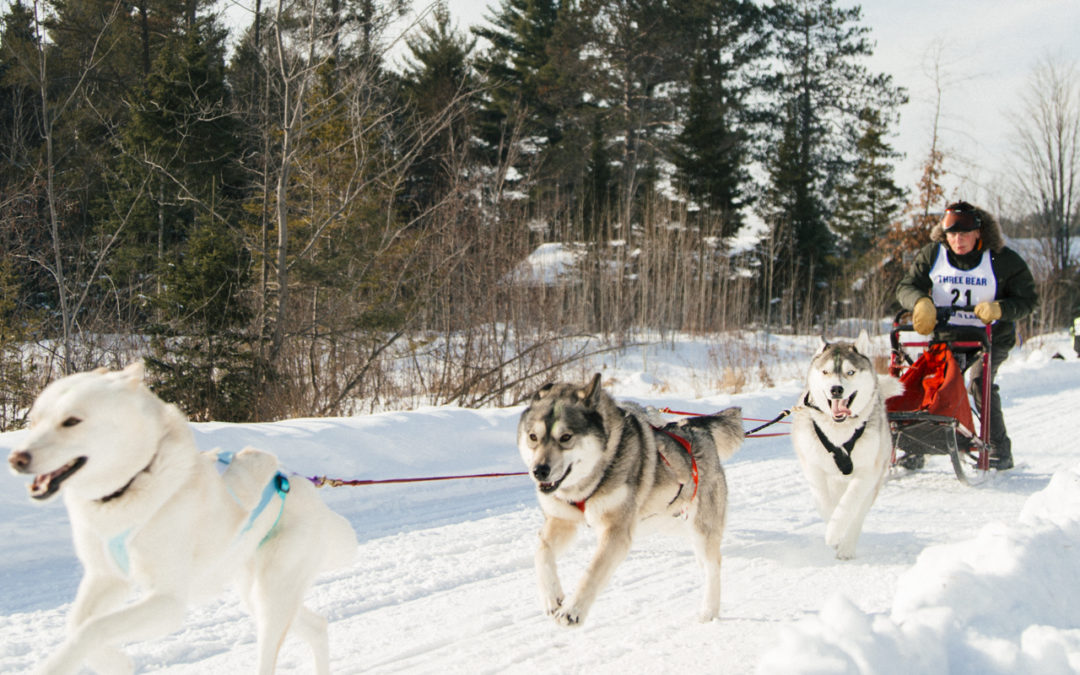 Three Bear Sled Dog Race in Land O’ Lakes