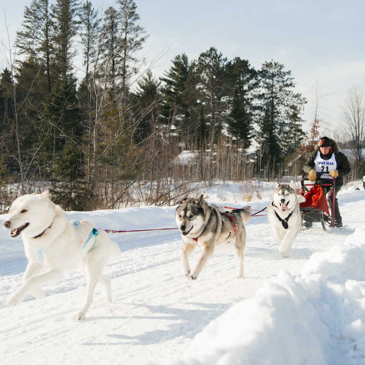 Three Bear Sled Dog Race in Land O' Lakes