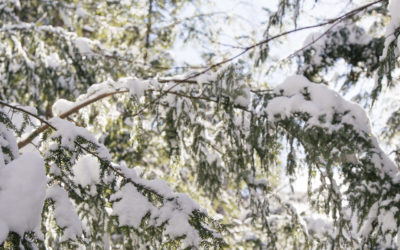 This Public Land in Northern Wisconsin is Filled with Hemlocks