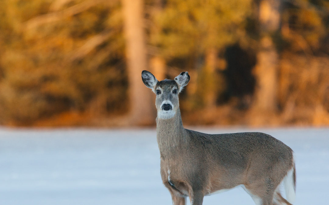 First Impressions of the Sigma 150-600mm Telephoto Lens