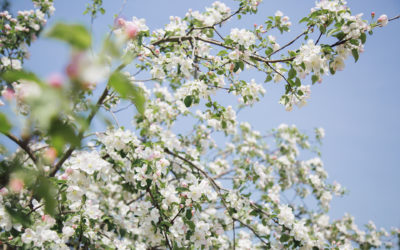 Our Flowering Backyard