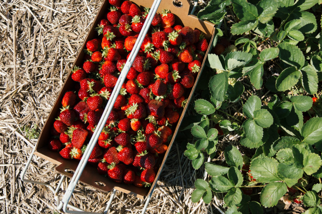 Strawberry Picking at Engelberry Farm