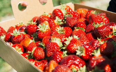 Strawberry Picking at Engelberry Farm