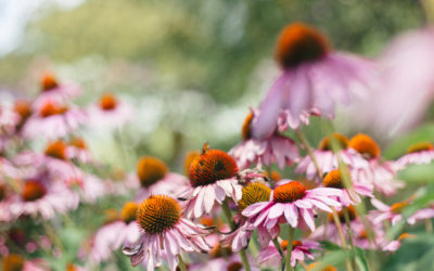 Olbrich Botanical Gardens in Madison, Wisconsin