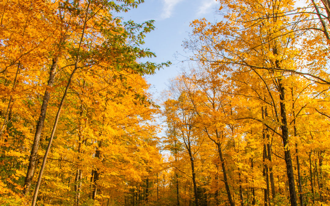 Now Selling Wisconsin Prints!