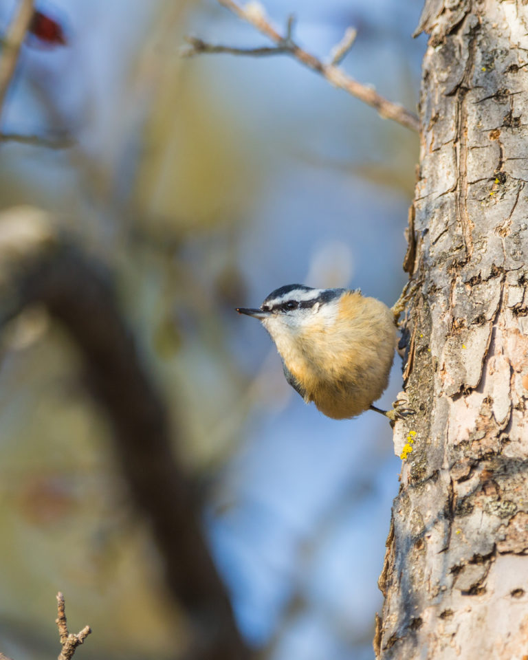 nuthatch wisconsin photography print
