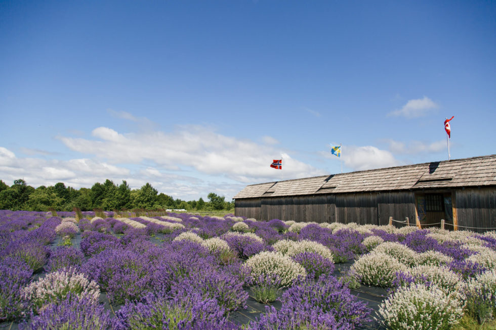 Washington Island Lavender Fields