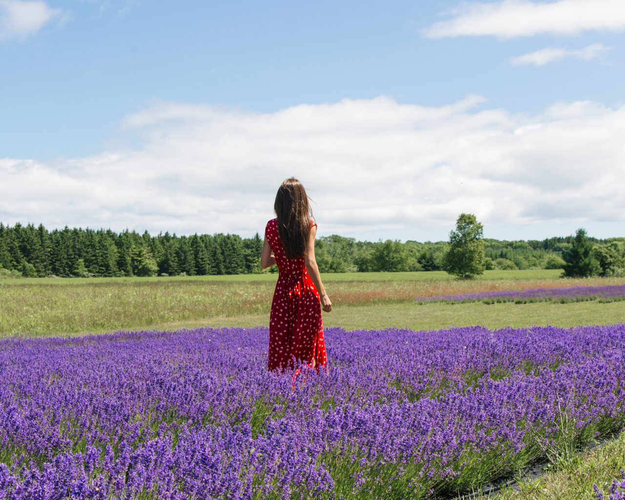 Washington Island Lavender Fields