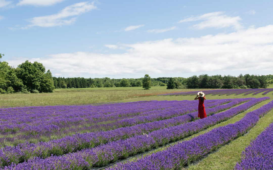 Washington Island Lavender Fields