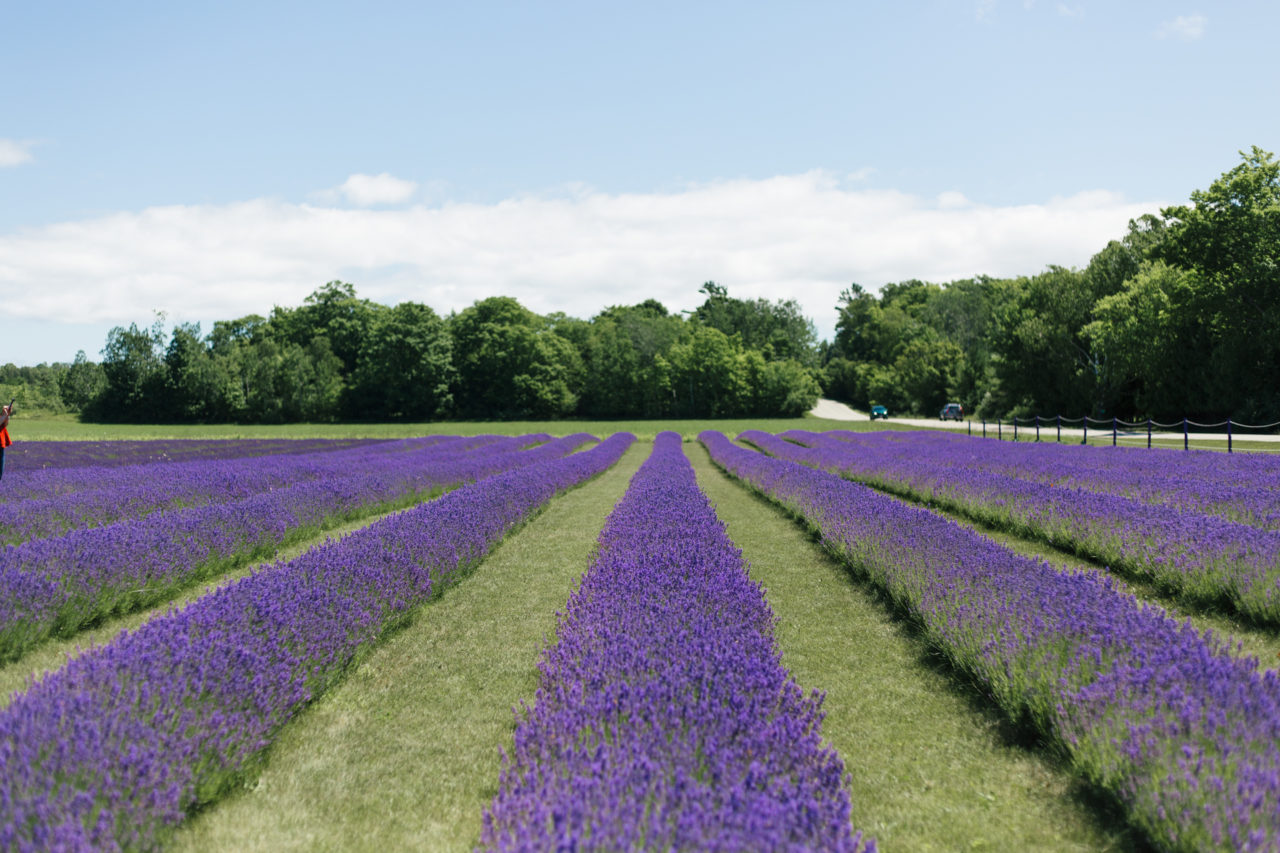 Washington Island Lavender Fields