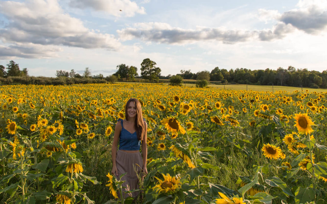 Sunflowers at Helene’s Hilltop Orchard