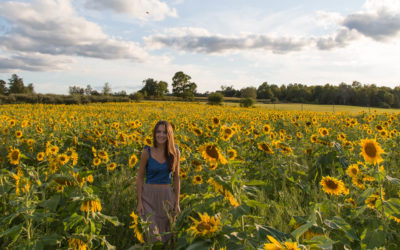 Sunflowers at Helene’s Hilltop Orchard