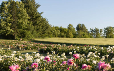 A Wisconsin Peony Farm