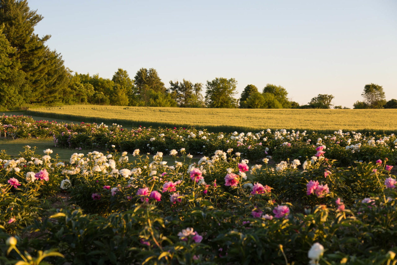 A Wisconsin Peony Farm