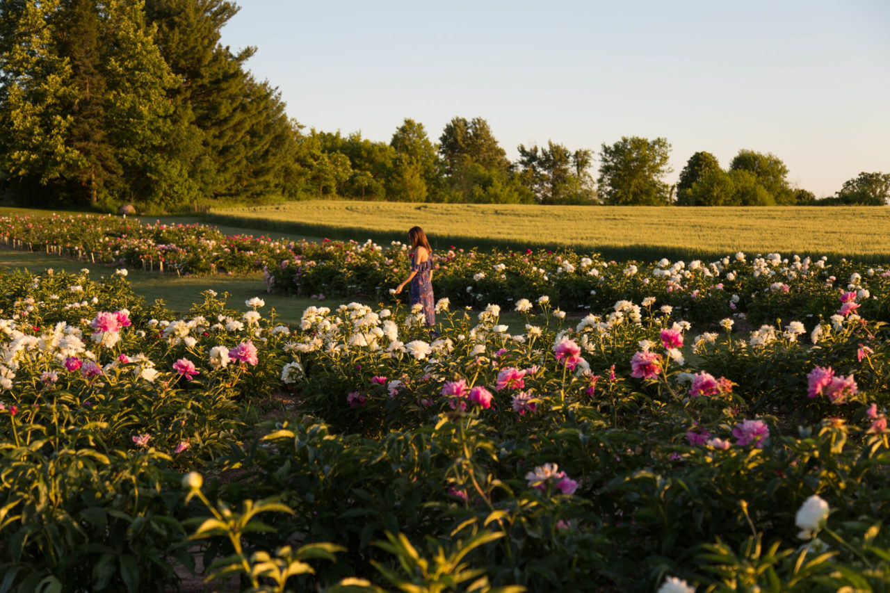 A Wisconsin Peony Farm