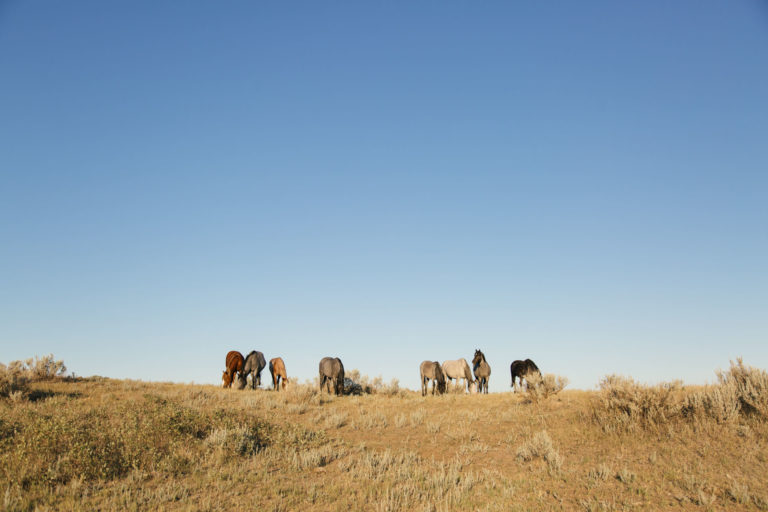 wild horses at theodore roosevelt national park