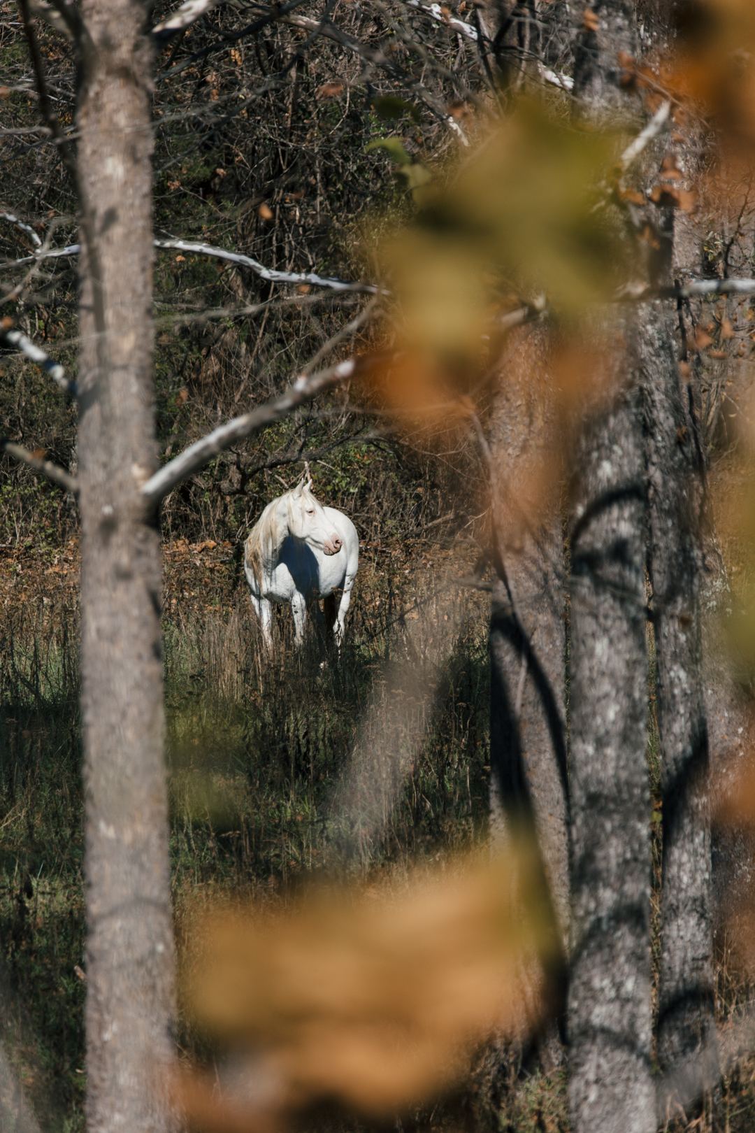 wild horses near round spring missouri