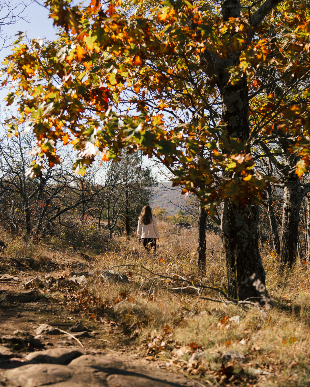 taum sauk mountain state park missouri