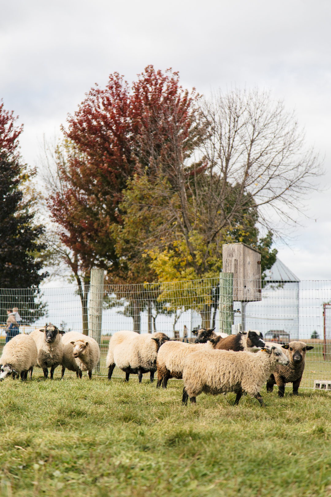 5W2A7226 laura ingalls wilder birthplace cabin little house in the big woods